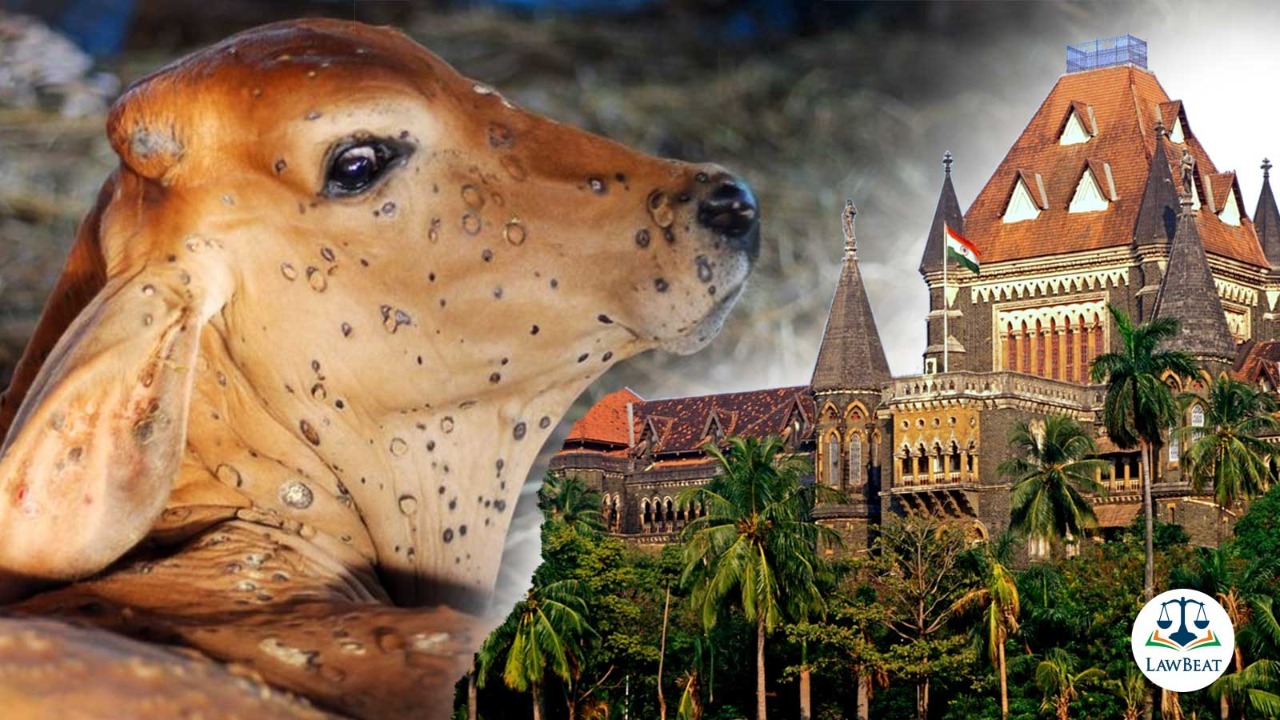 PIL Seeking 1.5 Lakh As Compensation For Cattle Loss Due To Lumpy Skin Disease Filed In Bombay High Court PIL Seeking 1.5 Lakh As Compensation For Cattle Loss Due To Lumpy Skin Disease Filed In Bombay High Court